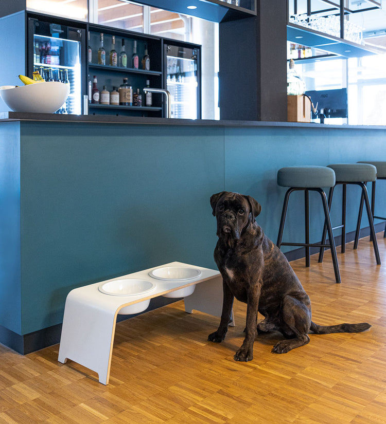 Ein grosser Hund vor einer weissen dogBar L mit Porzellanschalen