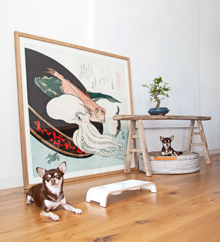 Zwei kleine Hunde Chihuahuas vor einer weissen dogBar S mit Porzellannäpfen