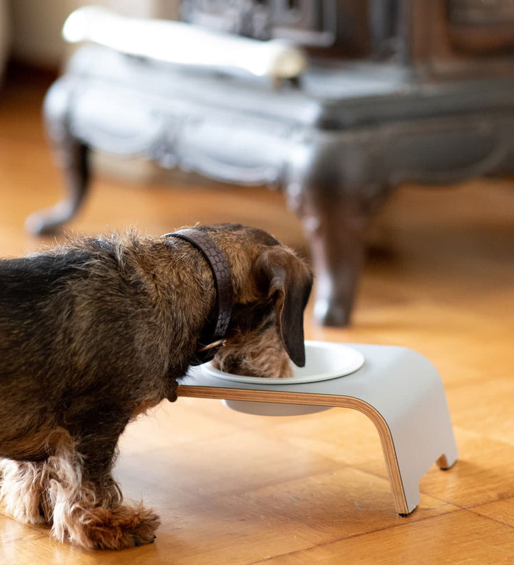 Ein Dackel frisst an einer dogBar S large mit Porzellannäpfen