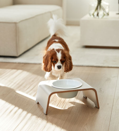 Ein Cavalier King Charles auf dem Weg zu seiner dogBar Single M-small