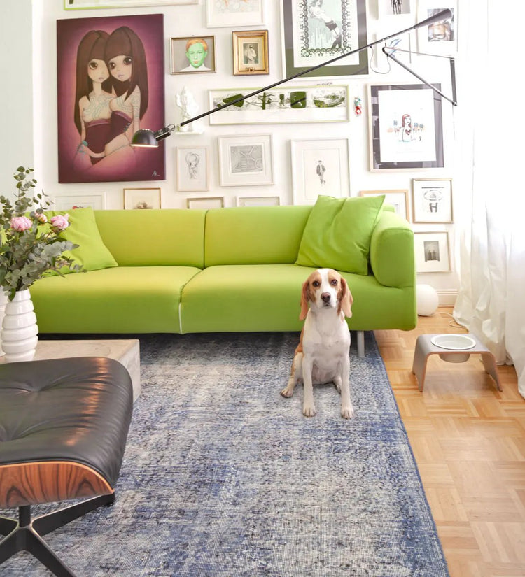 Ein Beagle neben einer dogBar Single Grösse M