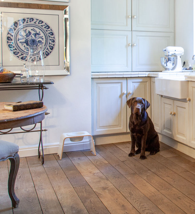 Ein Labrador neben einer dogBar Single M-large mit einer Porzellanschüssel