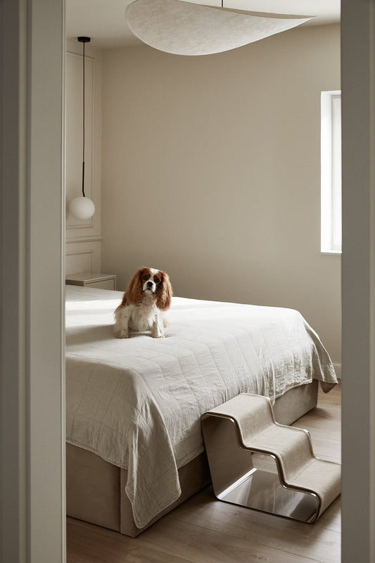 dogBeam®: Die stilvolle Hundetreppe für Sofa und Bett